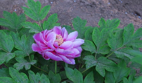 牡丹花開，苗木生機